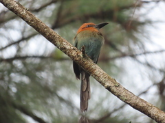 Electron platyrhynchum