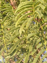 Senegalia caffra