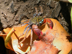 Parasesarma eumolpe