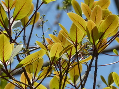 Alseodaphne semecarpifolia