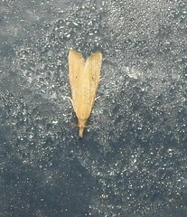 Bactra noteraula