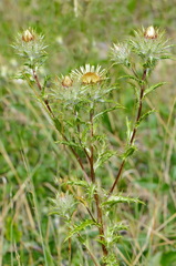Carlina vulgaris