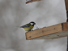 Parus major