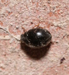 Scymnus rubromaculatus