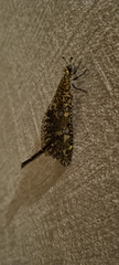 Palpares speciosus
