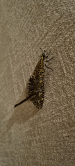 Palpares speciosus