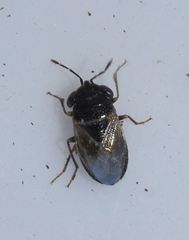 Geocoris megacephalus