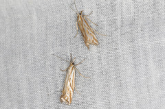 Hednota pleniferellus