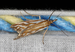 Hednota pleniferellus