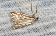 Hednota pleniferellus