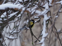 Parus major