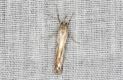 Hednota pleniferellus