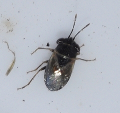 Geocoris megacephalus