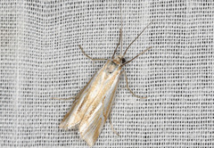 Hednota pleniferellus