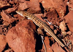 Psammodromus edwarsianus