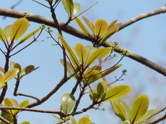Alseodaphne semecarpifolia