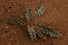 Onopordum arenarium