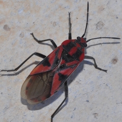 Spilostethus furcula