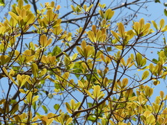 Alseodaphne semecarpifolia