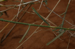 Eremobium aegyptiacum subsp. longisiliquum image