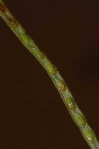 Eremobium aegyptiacum image