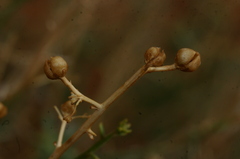 Scrophularia hypericifolia