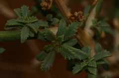 Scrophularia hypericifolia