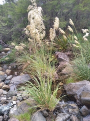 Austroderia richardii