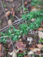 Eriophyllum confertiflorum