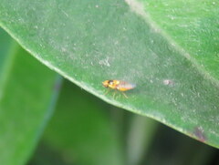 Chyromyidae