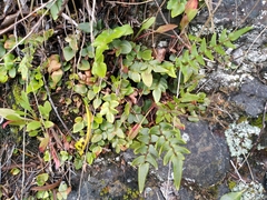 Pellaea calidirupium