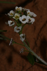 Lobularia maritima maritima