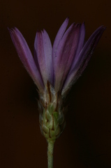 Catananche caerulea