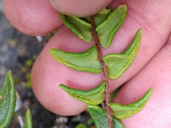 Pellaea calidirupium