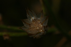 Catananche caerulea