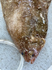 Citharichthys sordidus