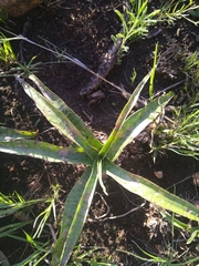 Ledebouria luteola