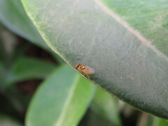 Chyromyidae