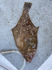 Citharichthys sordidus