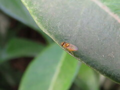Chyromyidae
