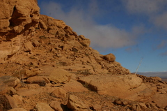 Ferula vesceritensis