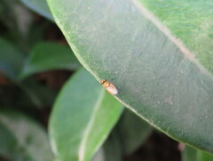 Chyromyidae