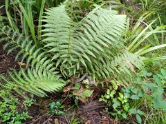 Dicksonia fibrosa
