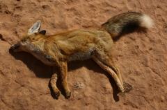 Vulpes vulpes barbara