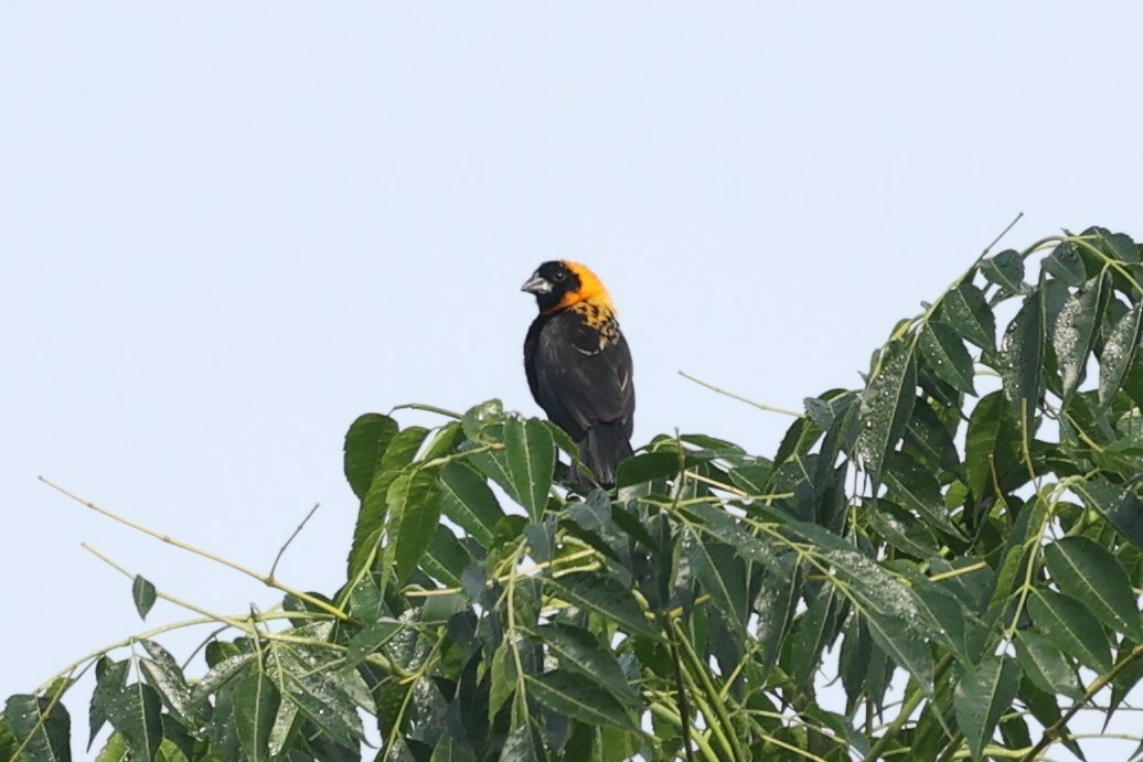 Black Bishop (Euplectes gierowii), photo 5