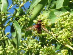 Milesia crabroniformis