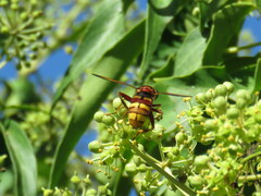 Milesia crabroniformis