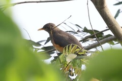 Turdus pelios centralis