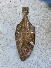 Citharichthys sordidus