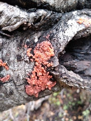 Mycogloea macrospora